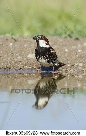 "Spanish Sparrow or Willow Sparrow (Passer hispaniolensis), drinking, Rhodopes, Bulgaria, Europe" View Large Photo Image Stock Photo - "Spanish Sparrow or Willow Sparrow (Passer hispaniolensis), drinking, Rhodopes, Bulgaria, Europe". Fotosearch