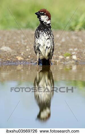 "Spanish Sparrow or Willow Sparrow (Passer hispaniolensis) with its reflection in the water, Rhodopes, Bulgaria, Europe" View Large Photo Image Stock Photograph - "Spanish Sparrow or Willow Sparrow (Passer hispaniolensis) with its reflection in the water, Rhodopes, Bulgaria, Europe". Fotosearch