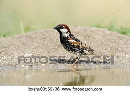 Stock Photograph - "Spanish Sparrow or Willow Sparrow (Passer hispaniolensis), Rhodopes, Bulgaria, Europe". Fotosearch