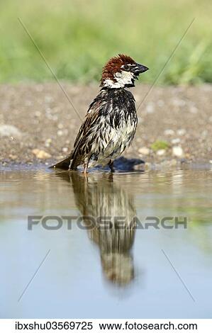 Stock Photography - "Spanish Sparrow or Willow Sparrow (Passer hispaniolensis) washing itself, Rhodopes, Bulgaria, Europe". Fotosearch