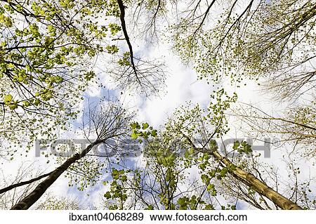 Stock Photo - "Sparingly leaved treetops in spring, North Rhine-Westphalia, Germany, Europe". Fotosearch