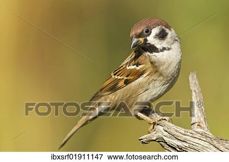 Stock Photo - Sparrow (Passer montanus) looking around. Fotosearch