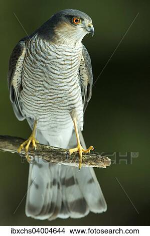 "Sparrowhawk (Accipiter nisus), Tyrol, Austria, Europe" View Large Photo Image Picture - "Sparrowhawk (Accipiter nisus), Tyrol, Austria, Europe". Fotosearch