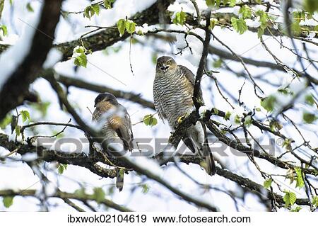 "Sparrowhawks (Accipiter nisus), couple in late winter, Upper Bavaria, Germany, Europe" View Large Photo Image Stock Photo - "Sparrowhawks (Accipiter nisus), couple in late winter, Upper Bavaria, Germany, Europe". Fotosearch