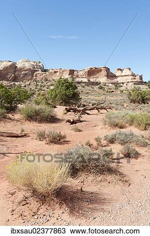 "Sparse vegetation, view towards the mountains, La Sal Mountains, Shafer Canyon Overlook, Island in the Sky, Canyonlands National Park, Utah, Western United States, United States of America, North America" View Large Photo Image Stock Image - "Sparse vegetation, view towards the mountains, La Sal Mountains, Shafer Canyon Overlook, Island in the Sky, Canyonlands National Park, Utah, Western United States, United States of America, North America". Fotosearch