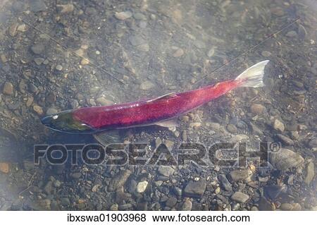 "Spawning female Sockeye salmon (Oncorhynchus nerka), Klukshu River, at Historic Klukshu First Nation fish camp, Kluane National Park and Reserve, Yukon Territory, Canada, North America" View Large Photo Image Stock Photo - "Spawning female Sockeye salmon (Oncorhynchus nerka), Klukshu River, at Historic Klukshu First Nation fish camp, Kluane National Park and Reserve, Yukon Territory, Canada, North America". Fotosearch