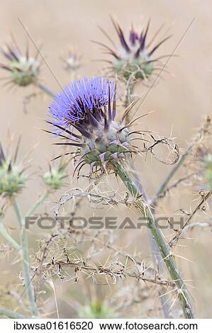 Stock Image - "Spear thistle, Bull thistle, Plumed thistle, Roadside thistle (Cirsium vulgare)". Fotosearch