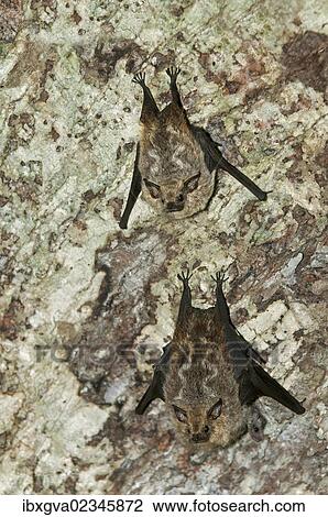 "Species of fruit-eating bats (Stenodermatinae), Tiputini rainforest, Yasuni National Park, Ecuador, South America" View Large Photo Image Stock Image - "Species of fruit-eating bats (Stenodermatinae), Tiputini rainforest, Yasuni National Park, Ecuador, South America". Fotosearch