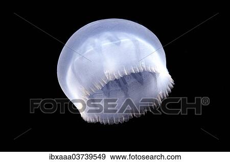 "Species of Jellyfish (Medusozoa sp. ), Black Sea, Crimea, Ukraine, Europe" View Large Photo Image Stock Photo - "Species of Jellyfish (Medusozoa sp. ), Black Sea, Crimea, Ukraine, Europe". Fotosearch