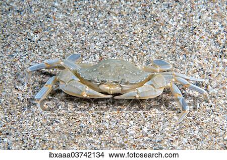"Species of Swimming Crab (Macropipus holsatus), Black Sea, Crimea, Ukraine, Europe" View Large Photo Image Picture - "Species of Swimming Crab (Macropipus holsatus), Black Sea, Crimea, Ukraine, Europe". Fotosearch
