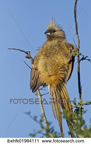 "Speckled mousebird (Colius striatus) at Addo Elephant Park, South Africa, Africa" View Large Photo Image Stock Image - "Speckled mousebird (Colius striatus) at Addo Elephant Park, South Africa, Africa". Fotosearch