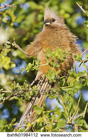 "Speckled mousebird (colius striatus) at Addo Elephant Park, South Africa, Africa" View Large Photo Image Stock Image - "Speckled mousebird (colius striatus) at Addo Elephant Park, South Africa, Africa". Fotosearch