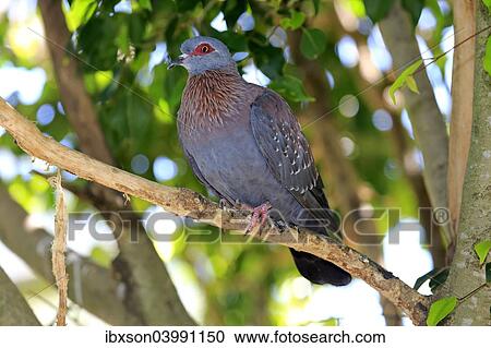 Stock Image - "Speckled Pigeon (Columba guinea), adult on tree, Simonstown, Western Cape, South Africa, Africa". Fotosearch