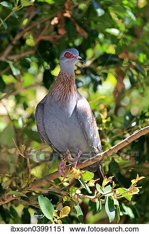 "Speckled Pigeon (Columba guinea), adult on tree, Simonstown, Western Cape, South Africa, Africa" View Large Photo Image Stock Image - "Speckled Pigeon (Columba guinea), adult on tree, Simonstown, Western Cape, South Africa, Africa". Fotosearch