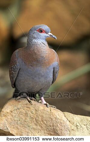 Stock Image - "Speckled Pigeon (Columba guinea), adult on rock, Simonstown, Western Cape, South Africa, Africa". Fotosearch
