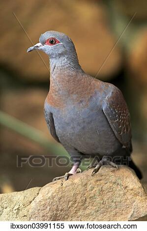 Stock Photography - "Speckled Pigeon (Columba guinea), adult on rock, Simonstown, Western Cape, South Africa, Africa". Fotosearch