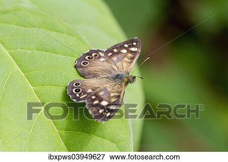 Stock Photo - "Speckled Wood butterfly (Pararge aegeria), male, on a Japanese Knotweed leaf (Fallopia japonica), South Wales, United Kingdom, Europe". Fotosearch
