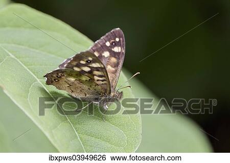 "Speckled Wood butterfly (Pararge aegeria), male, on a Japanese Knotweed leaf (Fallopia japonica), South Wales, United Kingdom, Europe" View Large Photo Image Stock Photograph - "Speckled Wood butterfly (Pararge aegeria), male, on a Japanese Knotweed leaf (Fallopia japonica), South Wales, United Kingdom, Europe". Fotosearch