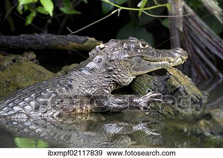 "Spectacled caiman or white caiman (Caiman crocodilus), Tortuguero, Tortuguero National Park, Limon, Costa Rica, Central America, North America" View Large Photo Image Stock Photo - "Spectacled caiman or white caiman (Caiman crocodilus), Tortuguero, Tortuguero National Park, Limon, Costa Rica, Central America, North America". Fotosearch