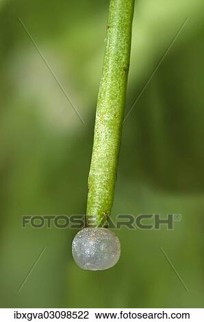 Stock Image - "Spherical white fruit of the Mistletoe cactus (Rhipsalis clavata), Geneva, Canton of Geneva, Switzerland, Europe". Fotosearch