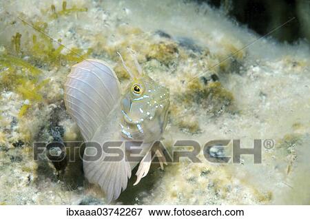 "Sphinx Blenny (Aidablennius sphynx), Black Sea, Crimea, Ukraine, Europe" View Large Photo Image Stock Photo - "Sphinx Blenny (Aidablennius sphynx), Black Sea, Crimea, Ukraine, Europe". Fotosearch