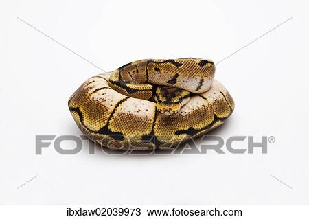 "Spider Ball Python or Royal Python (Python regius), female" View Large Photo Image Stock Image - "Spider Ball Python or Royal Python (Python regius), female". Fotosearch