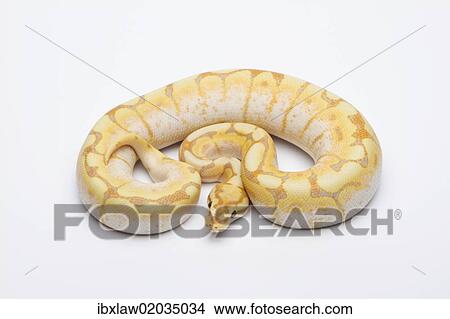 "Spider CG Ball Python or Royal Python (Python regius), male" View Large Photo Image Picture - "Spider CG Ball Python or Royal Python (Python regius), male". Fotosearch