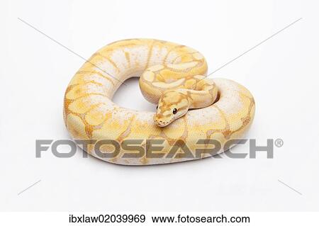 Stock Photo - "Spider CG Ball Python or Royal Python (Python regius), male". Fotosearch