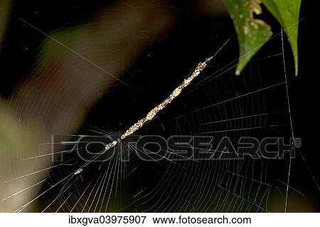 "Spider, Cycosa species almost invisible in a diagonal web hanging made from prey remains and plant material, Tambopata National Reserve, Madre de Dios region, Peru, South America" View Large Photo Image Stock Photo - "Spider, Cycosa species almost invisible in a diagonal web hanging made from prey remains and plant material, Tambopata National Reserve, Madre de Dios region, Peru, South America". Fotosearch