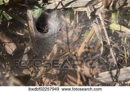 "Spider in a web, Ornithoctoninae, sub-family of tarantulas, Northern Thailand, Thailand, Asia" View Large Photo Image Stock Photo - "Spider in a web, Ornithoctoninae, sub-family of tarantulas, Northern Thailand, Thailand, Asia". Fotosearch