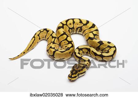 "Spider Phantom Yellow Belly Ball Python or Royal Python (Python regius), male" View Large Photo Image Stock Photo - "Spider Phantom Yellow Belly Ball Python or Royal Python (Python regius), male". Fotosearch