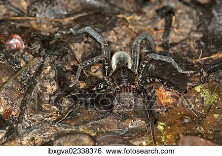 "Spider specimen of the Wandering spider family, Tiputini rain forest, Yasuni National Park, Ecuador, South America" View Large Photo Image Stock Photograph - "Spider specimen of the Wandering spider family, Tiputini rain forest, Yasuni National Park, Ecuador, South America". Fotosearch