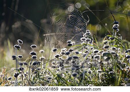 Spider web on an autumn morning View Large Photo Image Stock Photo - Spider web on an autumn morning. Fotosearch
