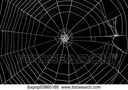 Spider web View Large Photo Image Stock Image - Spider web. Fotosearch