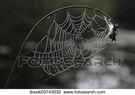 "Spider web with dew drops, Baden-Wurttemberg, Germany, Europe" View Large Photo Image Stock Image - "Spider web with dew drops, Baden-Wurttemberg, Germany, Europe". Fotosearch
