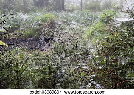 "Spider web with European Garden Spider (Araneus diadematus) between young spruces, Allgau, Bavaria, Germany, Europe" View Large Photo Image Stock Photo - "Spider web with European Garden Spider (Araneus diadematus) between young spruces, Allgau, Bavaria, Germany, Europe". Fotosearch