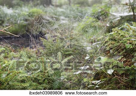 "Spider web with European Garden Spider (Araneus diadematus) between young spruces, Allgau, Bavaria, Germany, Europe" View Large Photo Image Stock Photograph - "Spider web with European Garden Spider (Araneus diadematus) between young spruces, Allgau, Bavaria, Germany, Europe". Fotosearch