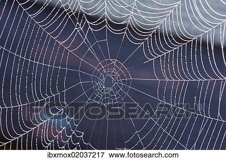 Stock Photo - "Spider web with morning dew, Lake Staffelsee, Seehausen, Murnau, Upper Bavaria, Bavaria, Germany, Europe, PublicGround, Europe". Fotosearch