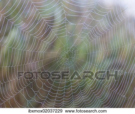 Stock Photo - "Spider web with morning dew, Lake Staffelsee, Seehausen, Murnau, Upper Bavaria, Bavaria, Germany, Europe, PublicGround, Europe". Fotosearch