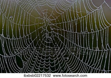 "Spider web with water droplets, Federsee lake near Bad Buchau, Baden-Wuerttemberg, Germany, Europe" View Large Photo Image Stock Image - "Spider web with water droplets, Federsee lake near Bad Buchau, Baden-Wuerttemberg, Germany, Europe". Fotosearch