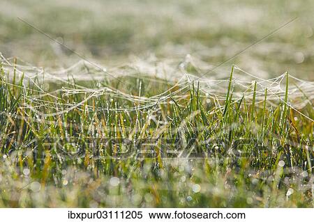 "Spider webs on blades of grass wet with dew, Riesa, Saxony, Germany, Europe" View Large Photo Image Stock Photography - "Spider webs on blades of grass wet with dew, Riesa, Saxony, Germany, Europe". Fotosearch