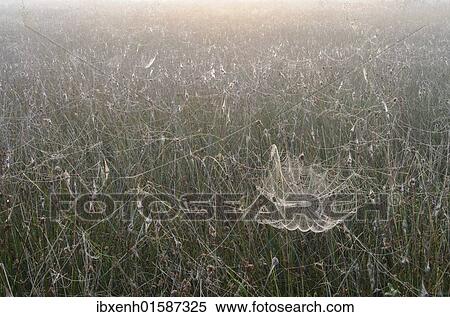 Stock Photography - Spiderweb in the bog. Fotosearch