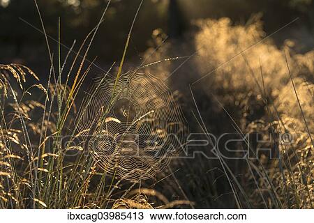 Stock Image - "Spiderweb with spider in heathlands in morning light, Henne Strand, Region of Southern Denmark, Denmark, Europe". Fotosearch