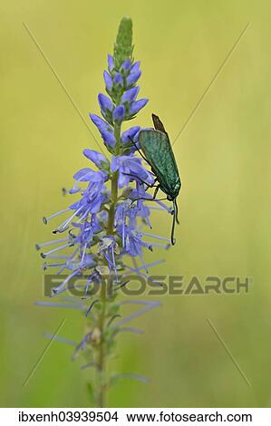 "Spiked speedwell (Veronica spicata) with Green Forester (Adscita statices), Emsland, Lower Saxony, Germany, Europe" View Large Photo Image Picture - "Spiked speedwell (Veronica spicata) with Green Forester (Adscita statices), Emsland, Lower Saxony, Germany, Europe". Fotosearch