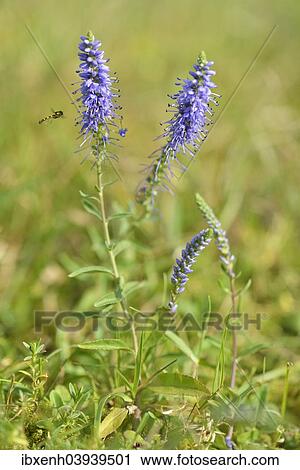 "Spiked speedwell (Veronica spicata), Emsland, Lower Saxony, Germany, Europe" View Large Photo Image Stock Image - "Spiked speedwell (Veronica spicata), Emsland, Lower Saxony, Germany, Europe". Fotosearch