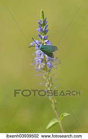 "Spiked speedwell (Veronica spicata) with Green Forester (Adscita statices), Emsland, Lower Saxony, Germany, Europe" View Large Photo Image Stock Image - "Spiked speedwell (Veronica spicata) with Green Forester (Adscita statices), Emsland, Lower Saxony, Germany, Europe". Fotosearch