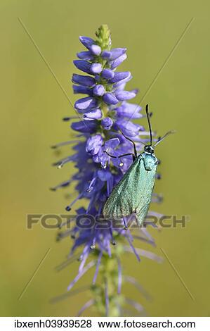 "Spiked speedwell (Veronica spicata) with Green Forester (Adscita statices), Emsland, Lower Saxony, Germany, Europe" View Large Photo Image Stock Photo - "Spiked speedwell (Veronica spicata) with Green Forester (Adscita statices), Emsland, Lower Saxony, Germany, Europe". Fotosearch
