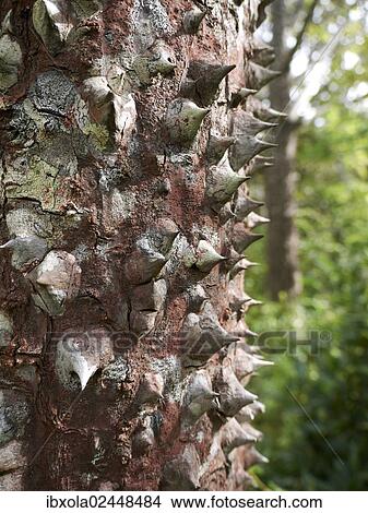 "Spines of the Sandbox tree, also Possumwood, Jabillo or Monkey no-climb tree (Hura crepitans), Rincon de la Vieja National Park, Guanacaste Province, Costa Rica, Central America, North America" View Large Photo Image Picture - "Spines of the Sandbox tree, also Possumwood, Jabillo or Monkey no-climb tree (Hura crepitans), Rincon de la Vieja National Park, Guanacaste Province, Costa Rica, Central America, North America". Fotosearch