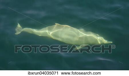 "Spinner Dolphin (Stenella longirostris), Khor Ash Sham fjord, Musandam, Oman, Asia" View Large Photo Image Stock Image - "Spinner Dolphin (Stenella longirostris), Khor Ash Sham fjord, Musandam, Oman, Asia". Fotosearch