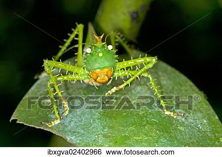 "Spiny Devil Bush cricket (Panacanthus cuspidatus), Tiputini rain forest, Yasuni National Park, Ecuador, South America" View Large Photo Image Stock Photograph - "Spiny Devil Bush cricket (Panacanthus cuspidatus), Tiputini rain forest, Yasuni National Park, Ecuador, South America". Fotosearch